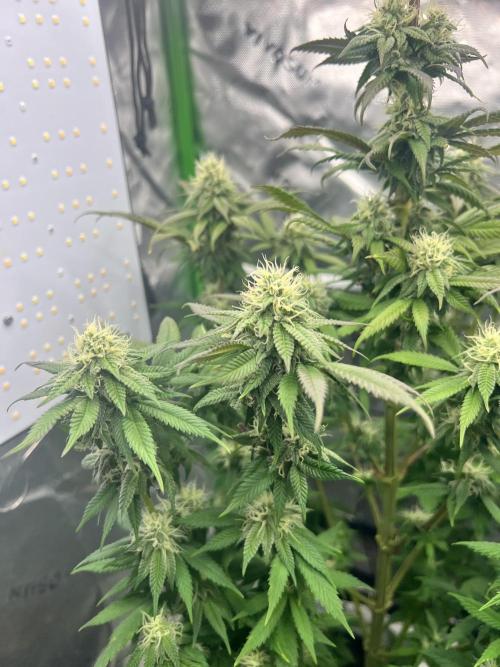 Auto fun. Week 10