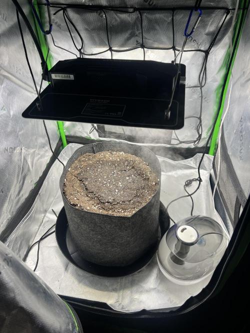 Gorilla Z Auto. Week 0