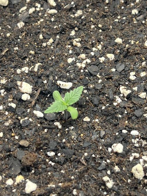 Gorilla Z Auto. Week 1