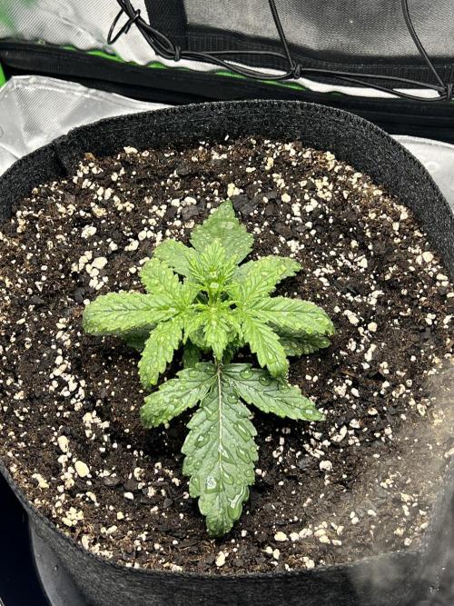 Gorilla Z Auto. Week 2