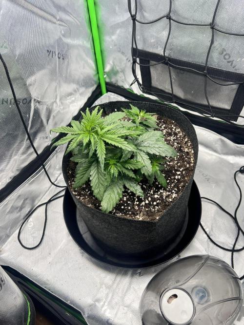 Gorilla Z Auto. Week 2
