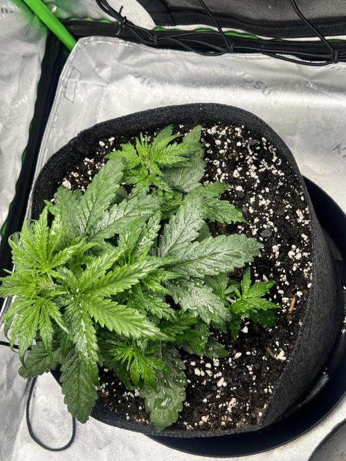 Gorilla Z Auto. Week 2