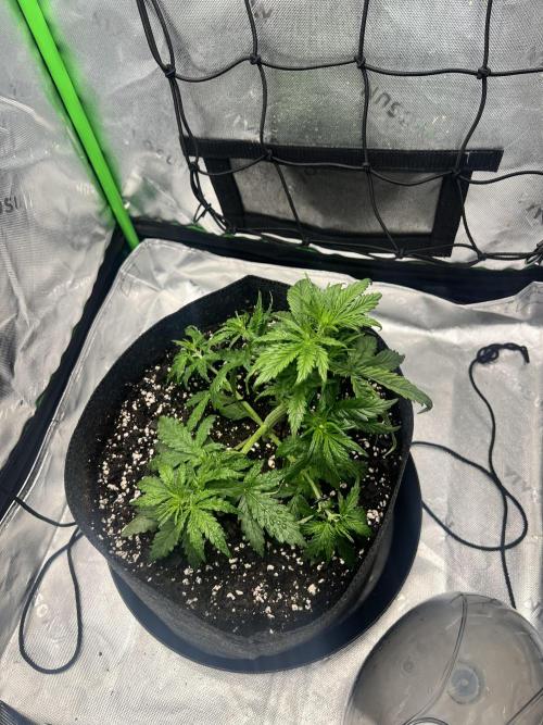 Gorilla Z Auto. Week 3