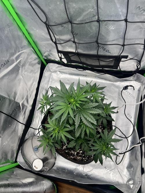 Gorilla zittles fastbuds. Week 3