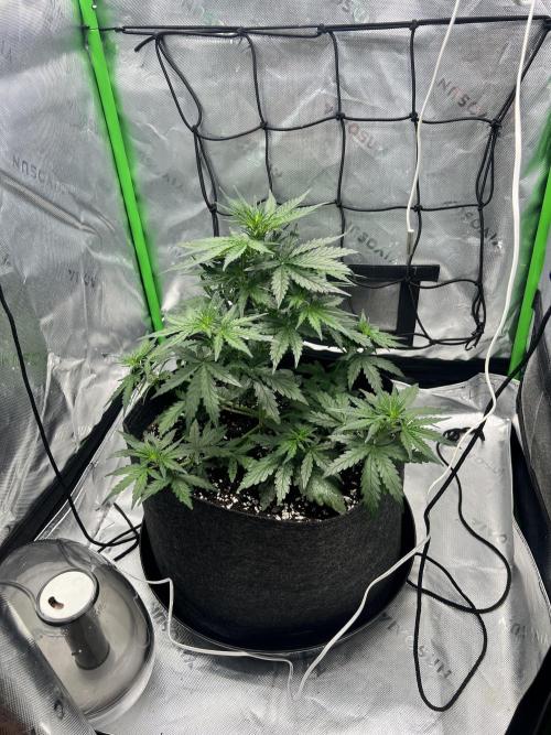 Gorilla zittles fastbuds. Week 3