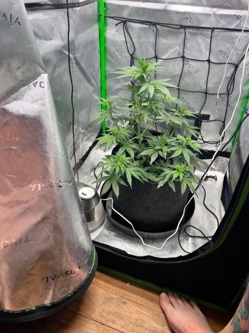Gorilla zittles fastbuds. Week 4