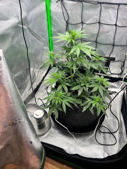 Gorilla zittles fastbuds. Week 4