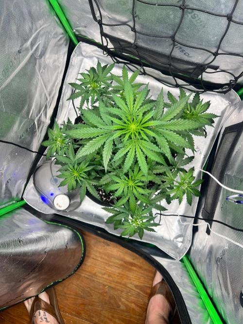 Gorilla zittles fastbuds. Week 4 - Nice almost corner to corner now 