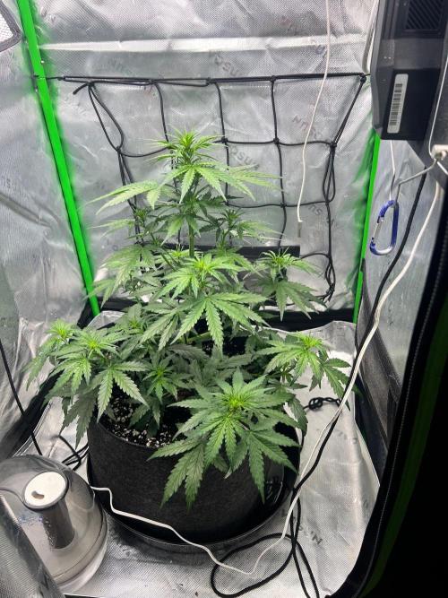 Gorilla zittles fastbuds. Week 4 - 3.5 weeks old