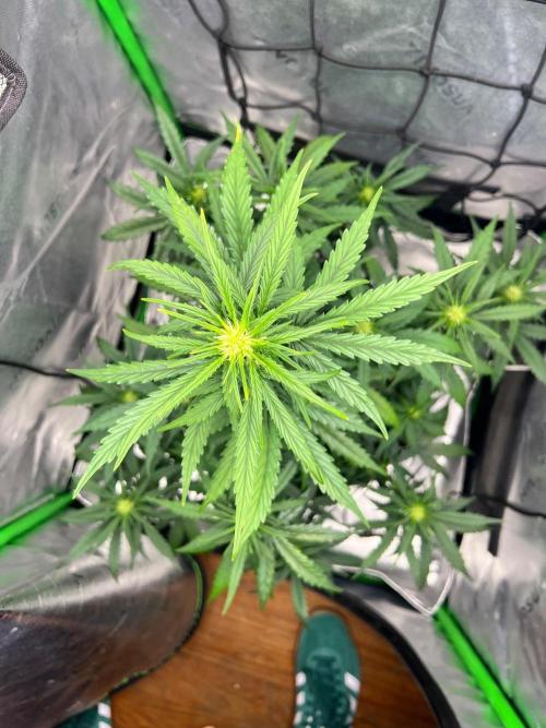 Gorilla Z Auto. Week 5