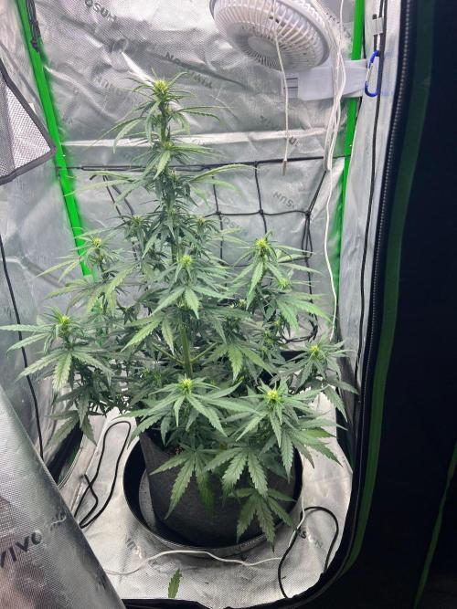 Gorilla zittles fastbuds. Week 5