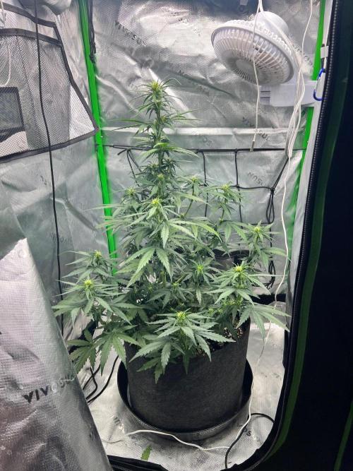 Gorilla zittles fastbuds. Week 5