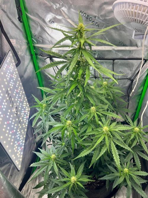 Gorilla zittles fastbuds. Week 5 - Mid week 5 giving her some extra side light