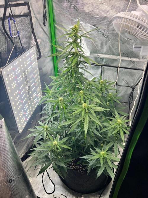 Gorilla Z Auto. Week 5