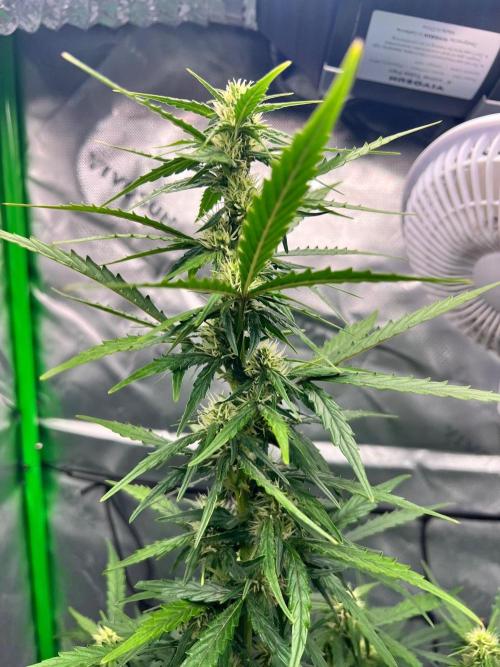 Gorilla zittles fastbuds. Week 5