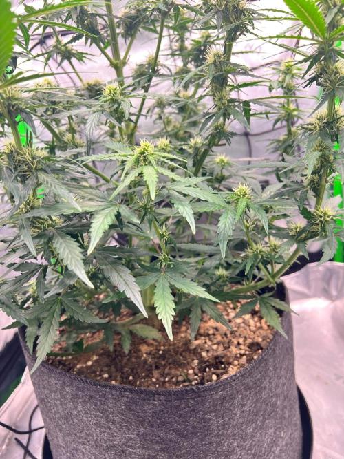 Gorilla zittles fastbuds. Week 5