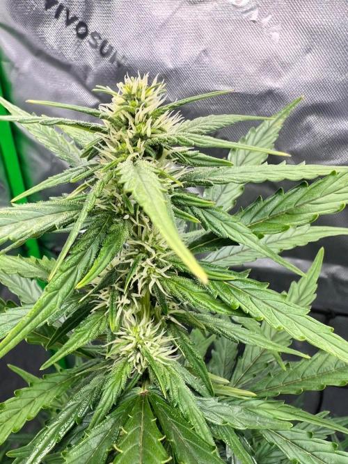 Gorilla zittles fastbuds. Week 5 - End of week 5