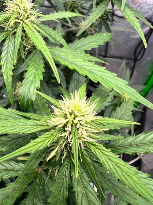 Gorilla Z Auto. Week 5