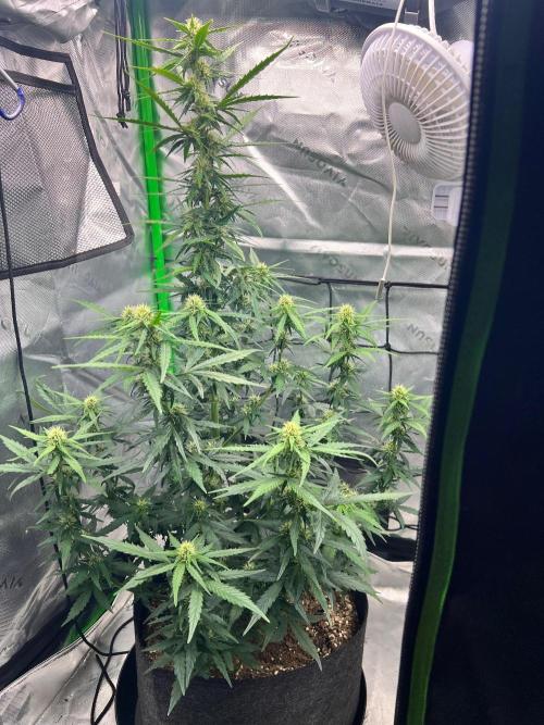 Gorilla zittles fastbuds. Week 5