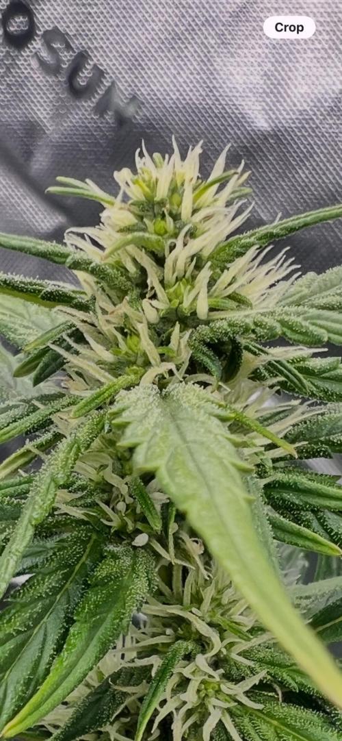 Gorilla Z Auto. Week 6