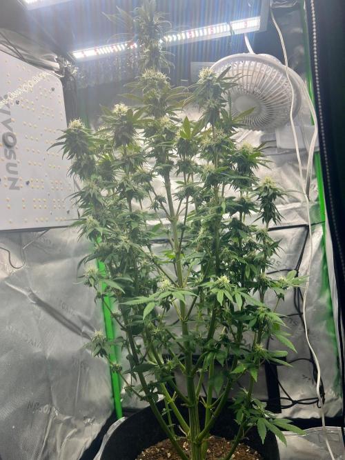 Auto fun. Week 12