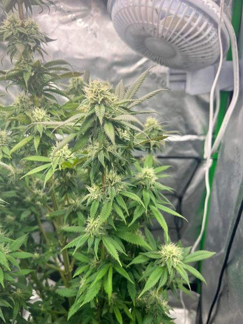 Auto fun. Week 12