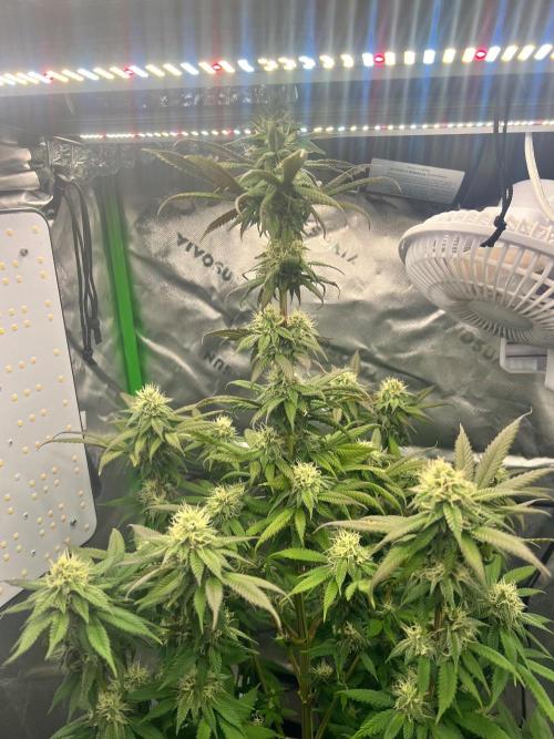 Auto fun. Week 12