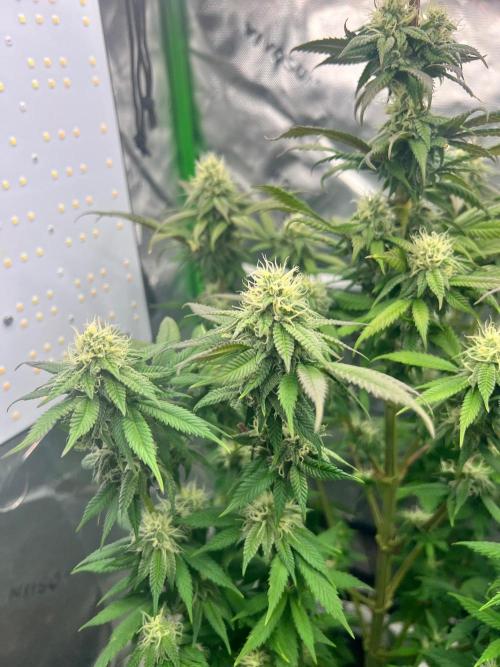 Auto fun. Week 12