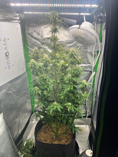 Auto fun. Week 12