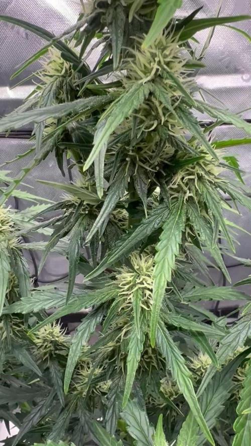 Gorilla zittles fastbuds