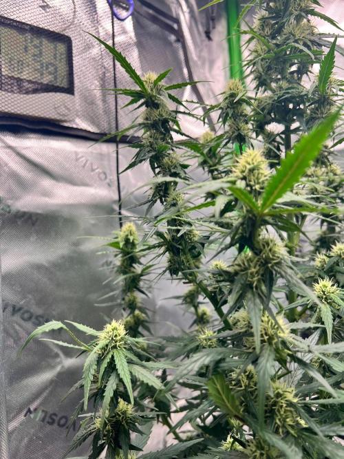 Gorilla zittles fastbuds. Week 6