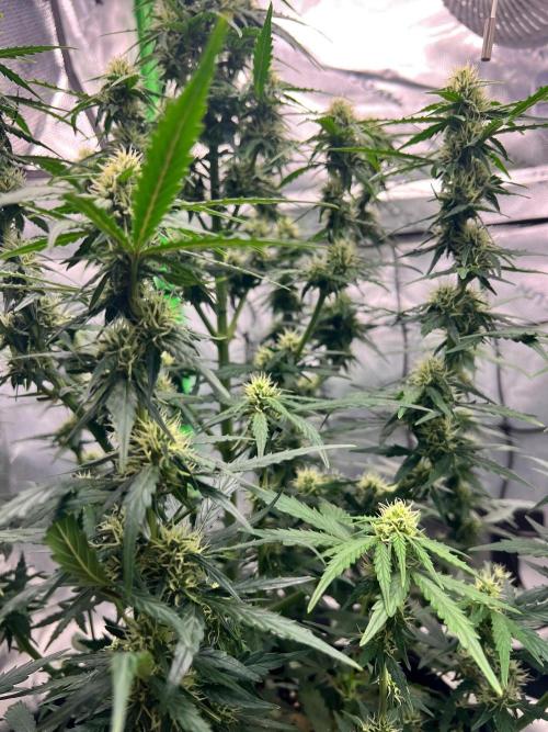 Gorilla zittles fastbuds. Week 6
