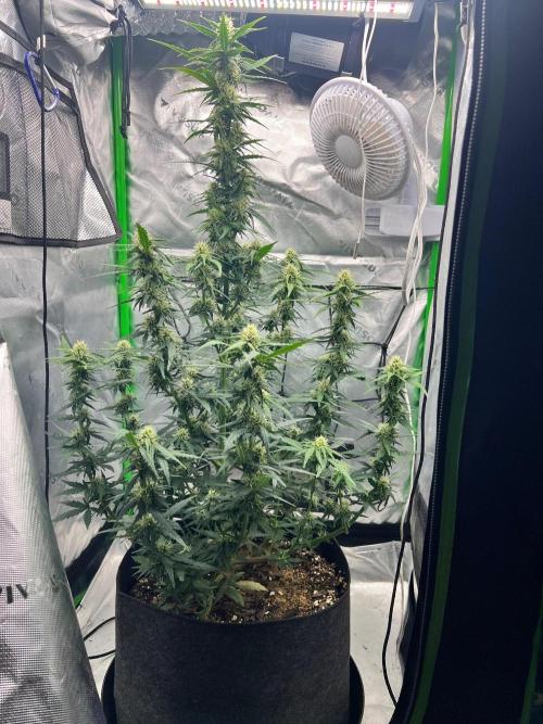 Gorilla zittles fastbuds. Week 6 - These genetics are amazing 