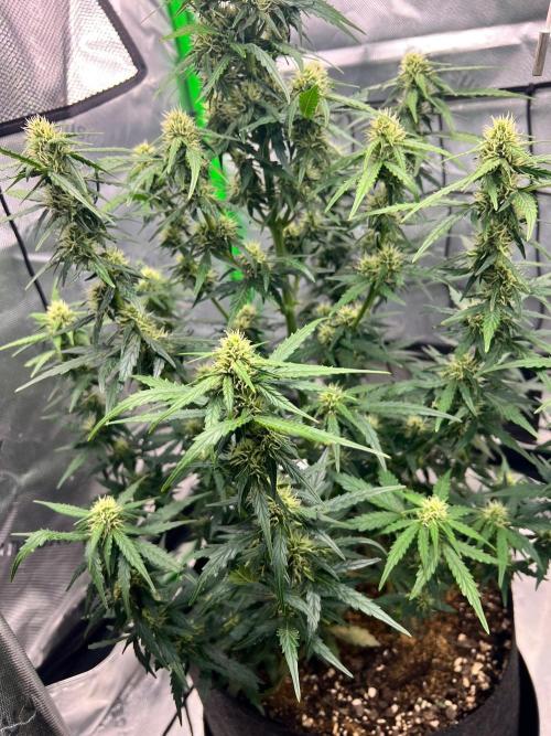Gorilla zittles fastbuds. Week 6