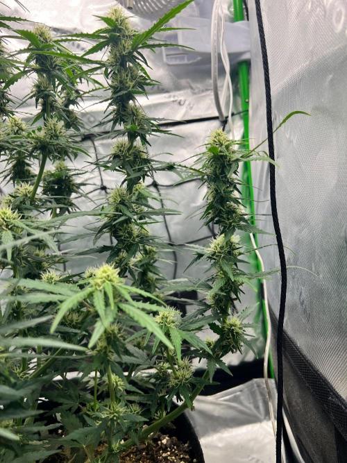 Gorilla zittles fastbuds. Week 6