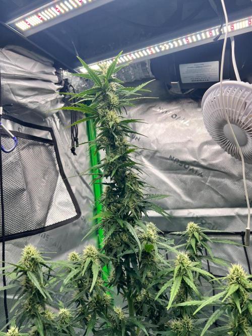 Gorilla zittles fastbuds. Week 6