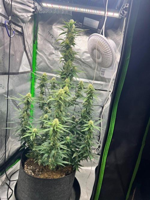 Gorilla zittles fastbuds. Week 7