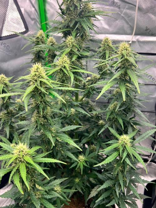Gorilla zittles fastbuds. Week 7