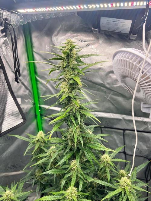 Gorilla zittles fastbuds. Week 7