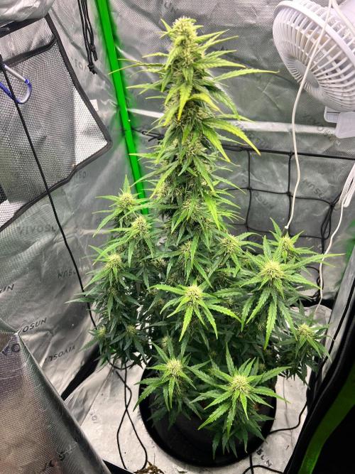 Gorilla zittles fastbuds. Week 8 - Getting thick