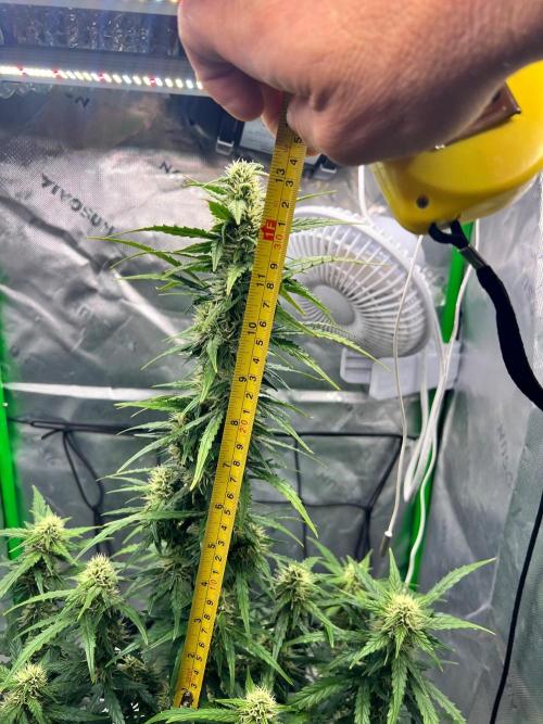 Gorilla zittles fastbuds. Week 8