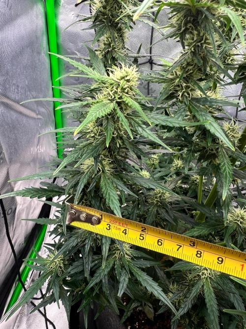 Gorilla zittles fastbuds. Week 8