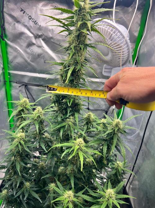 Gorilla zittles fastbuds. Week 8