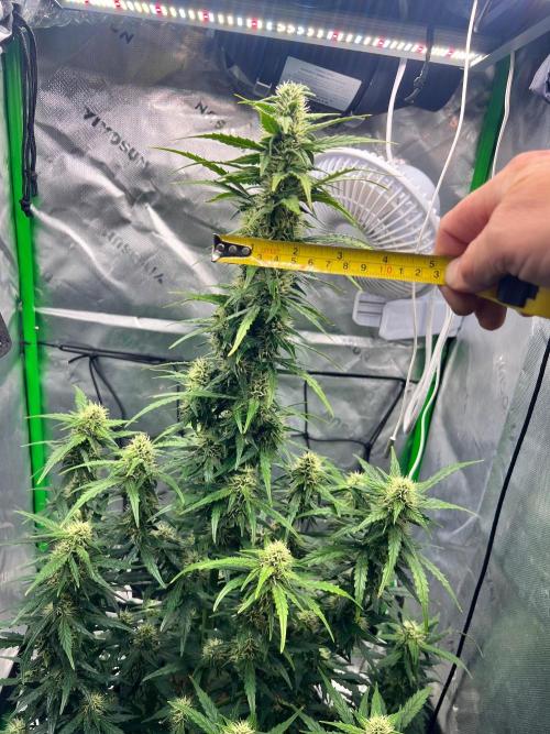 Gorilla zittles fastbuds. Week 8