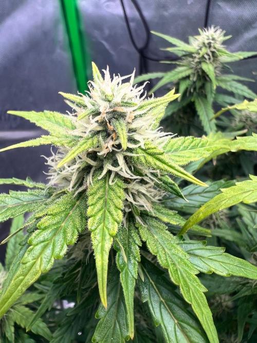 Gorilla zittles fastbuds. Week 8