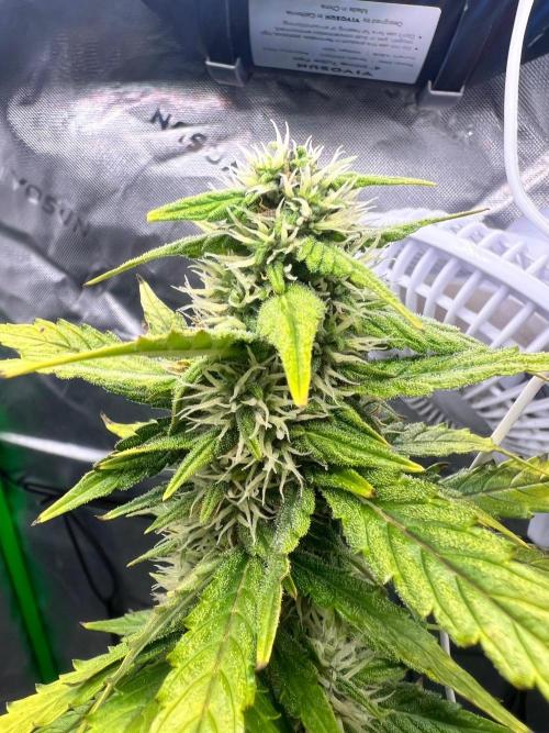 Gorilla zittles fastbuds. Week 8