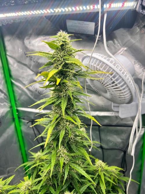 Gorilla zittles fastbuds. Week 8
