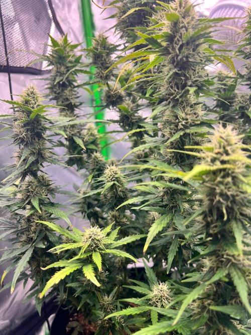 Gorilla zittles fastbuds. Week 9