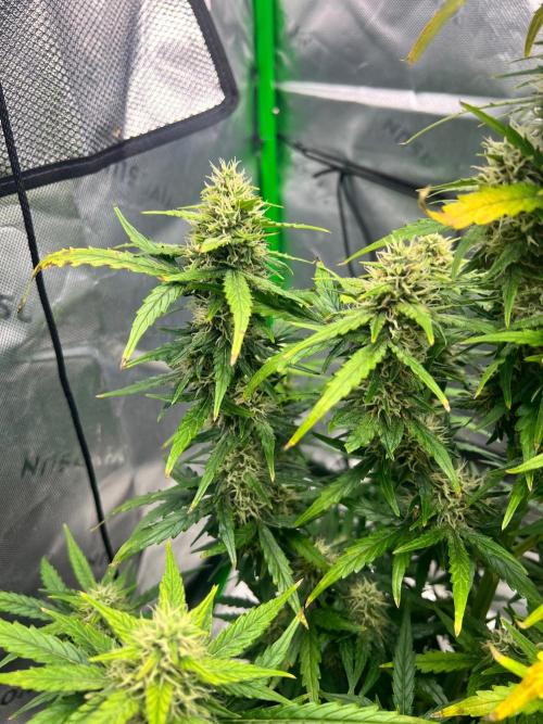 Gorilla zittles fastbuds. Week 9