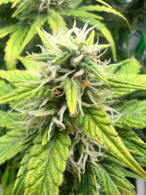 Gorilla zittles fastbuds. Week 9